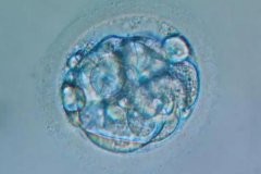 鲜胚移植成功率有多少？冻胚和鲜胚哪个成功率高？