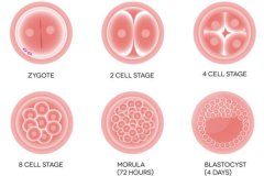 试管胚胎发育慢或者不发育的原因是什么？