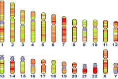 染色体检查和基因检查是一样的吗？检查染色体前需注意什么？