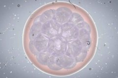囊胚移植前注意事项，移植后孕酮正常是多少？