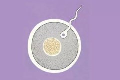 精子跟卵子相遇要多久？精卵结合会有什么明显的反应？