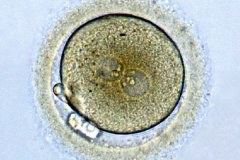 养囊不成功的原因是什么？三级胚胎养囊能成功吗？