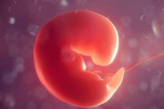怀孕多少天可以观察到胎心胎芽呢？没有胎心胎芽的原因？